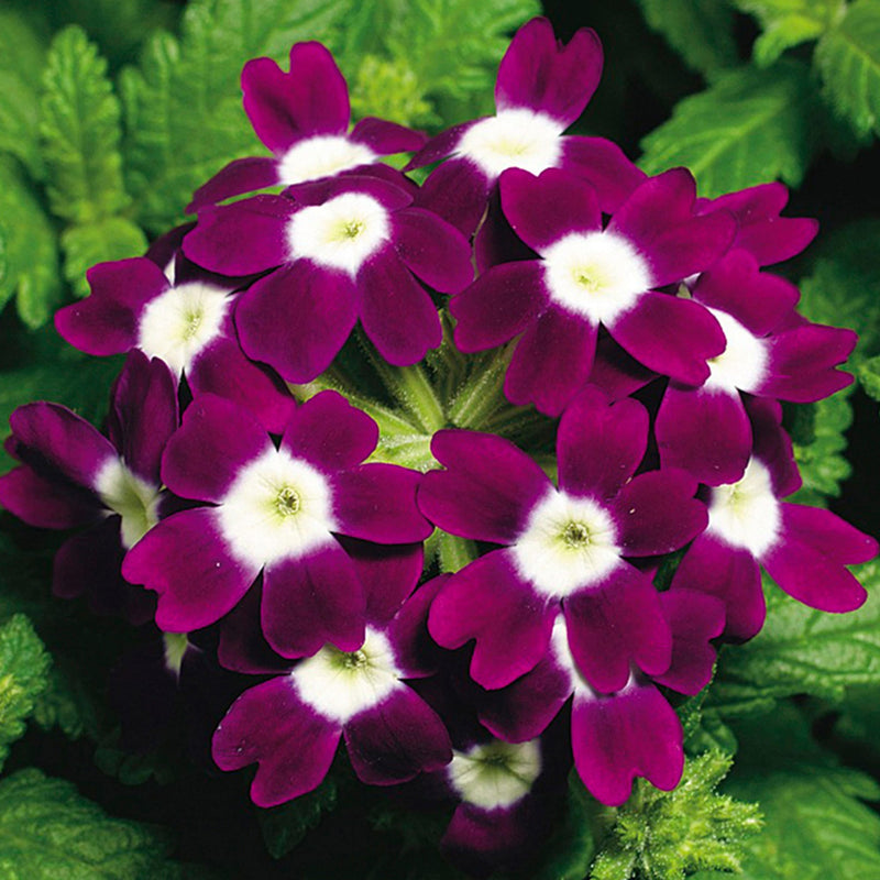 1L Verbena (Summer)
