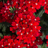 1L Verbena (Summer)