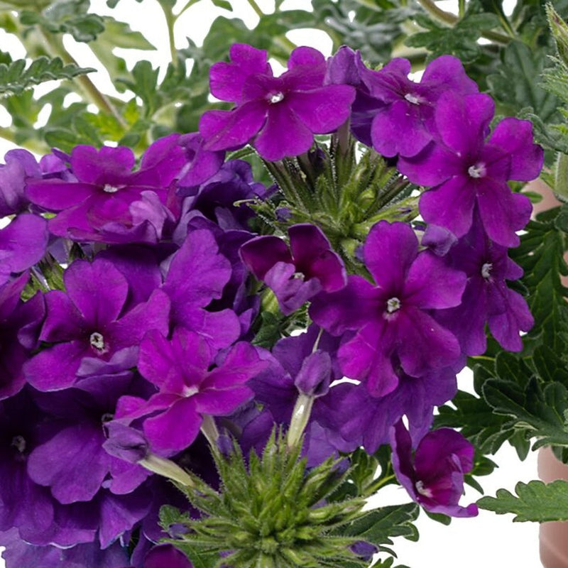 1L Verbena (Summer)