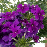 1L Verbena (Summer)