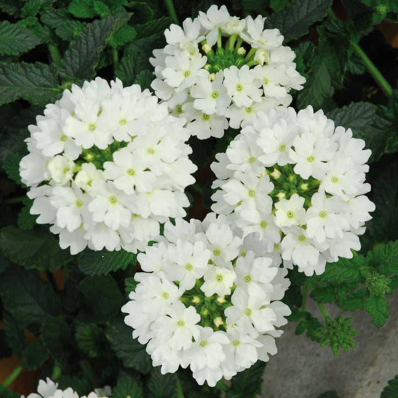 1L Verbena (Summer)