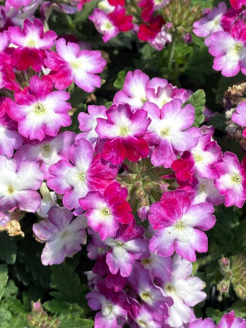 1L Verbena (Summer)