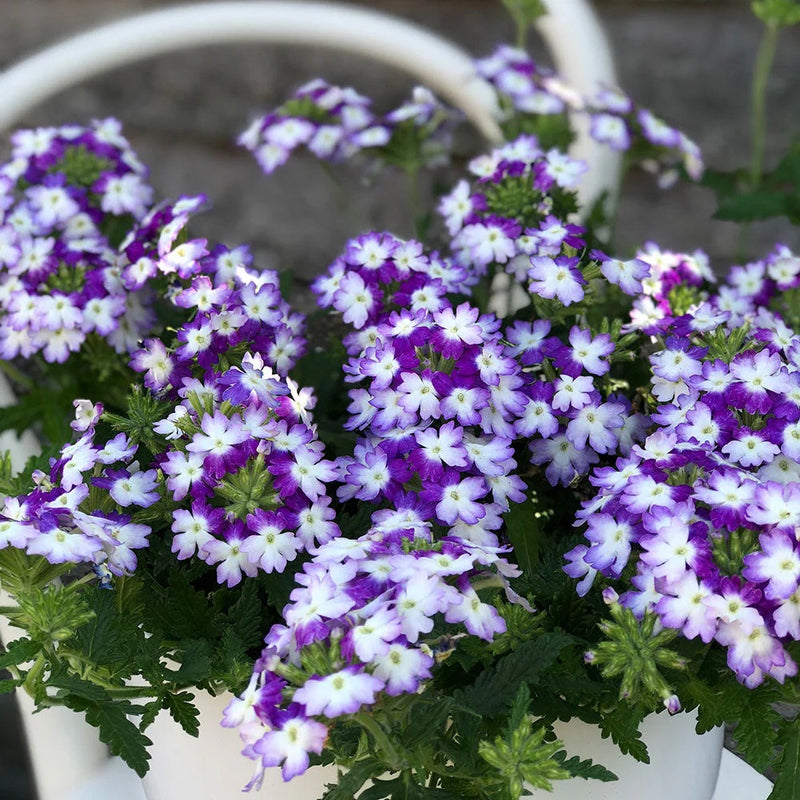1L Verbena (Summer)