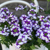 1L Verbena (Summer)
