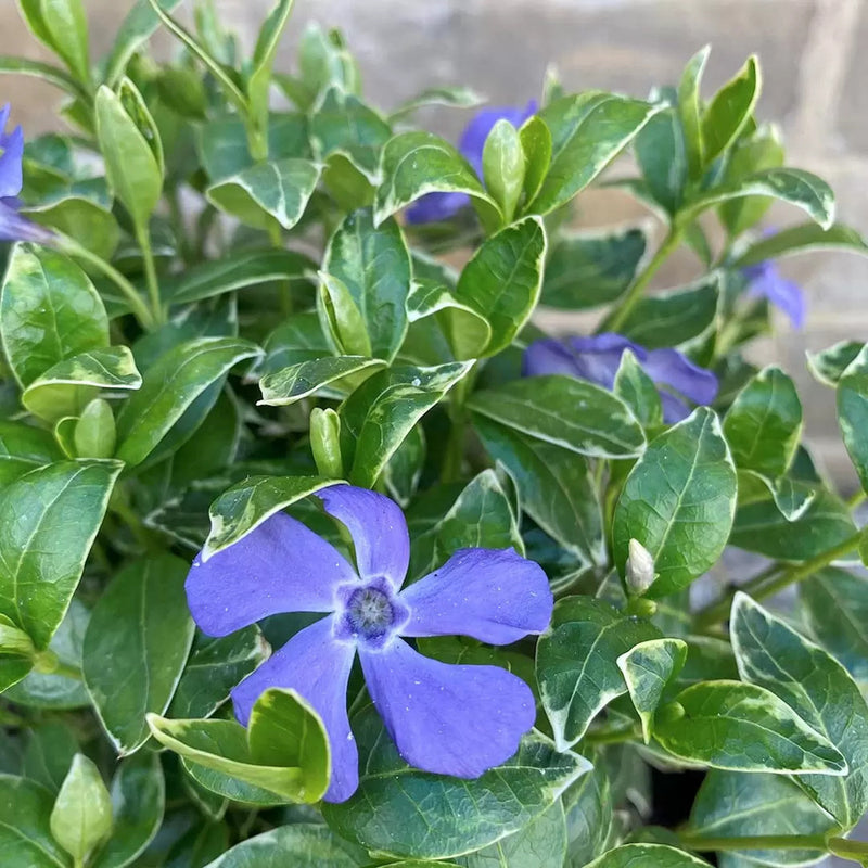 Vinca Ralph Shugart (Summer, Autumn, Spring, Perennial)