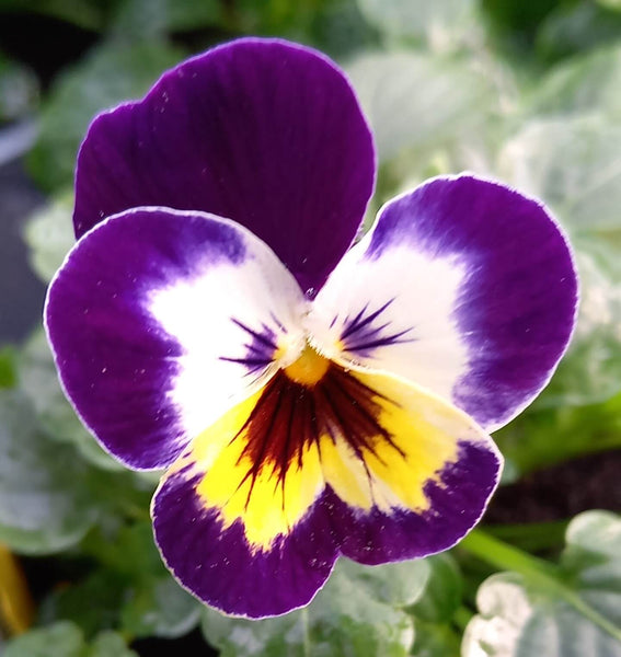 1L Viola Tray of 3 Pots (summer, autumn, spring)