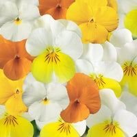 1L Viola Tray of 3 Pots (summer, autumn, spring)