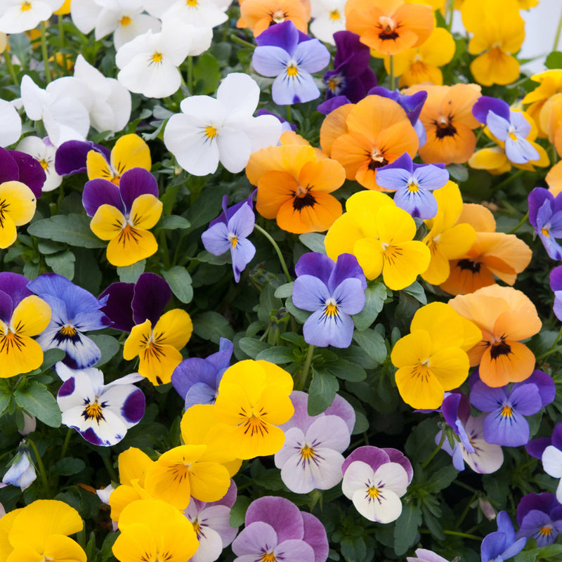 1L Viola (summer, autumn, spring)