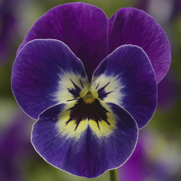 1L Viola Tray of 3 Pots (summer, autumn, spring)