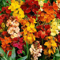 2L Wallflower x 3 Pots (Summer, Autumn, Spring, Perennial)