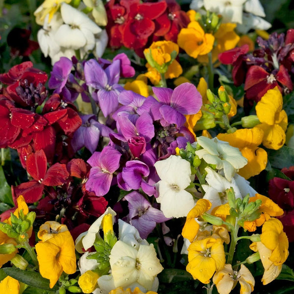2L Wallflower x 3 Pots (Summer, Autumn, Spring, Perennial)
