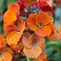 2L Wallflower x 3 Pots (Summer, Autumn, Spring, Perennial)