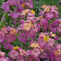 2L Wallflower x 3 Pots (Summer, Autumn, Spring, Perennial)