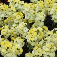 2L Wallflower x 3 Pots (Summer, Autumn, Spring, Perennial)