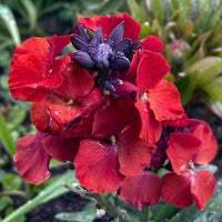 2L Wallflower x 3 Pots (Summer, Autumn, Spring, Perennial)