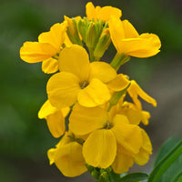 2L Wallflower x 3 Pots (Summer, Autumn, Spring, Perennial)