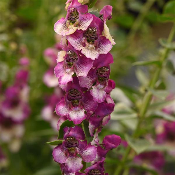Angelonia / Poor man's Orchid (Summer)