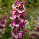 Angelonia / Poor man's Orchid (Summer)