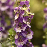Angelonia / Poor man's Orchid (Summer)