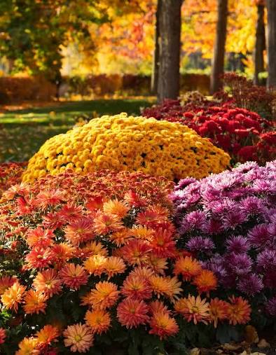 Autumn/Winter Plants