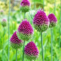 Allium Drumstick Bulb Barrels x 2