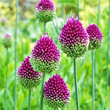 Allium Drumstick Bulb Barrels x 2