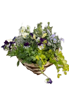 25cm Seasonal Planted Gelato Cone Patio Hanging Basket