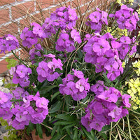 Erysimum Bowles Mauve (Perennial, Autumn, Spring, Foliage)