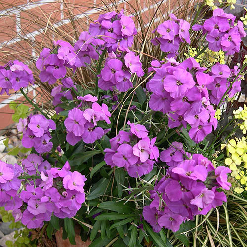 Erysimum Bowles Mauve (Perennial, Autumn, Spring, Foliage)