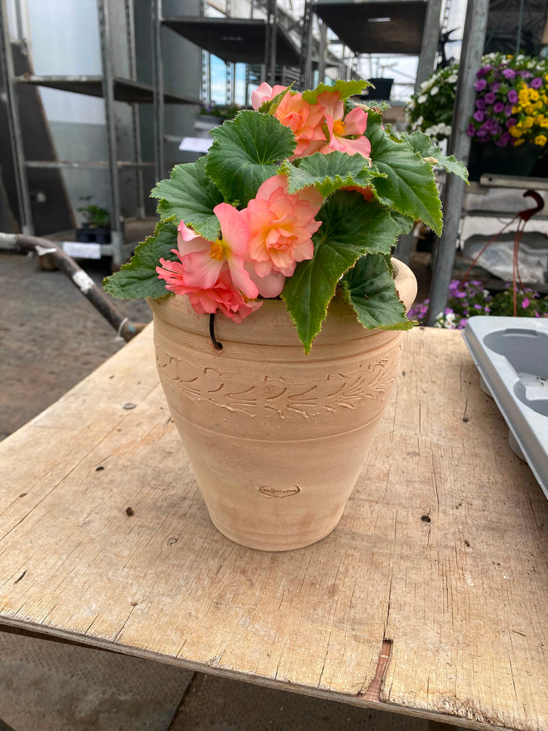 *Deal of The Week* Terracotta pot with Begonia * Woodlarks delivery Only*