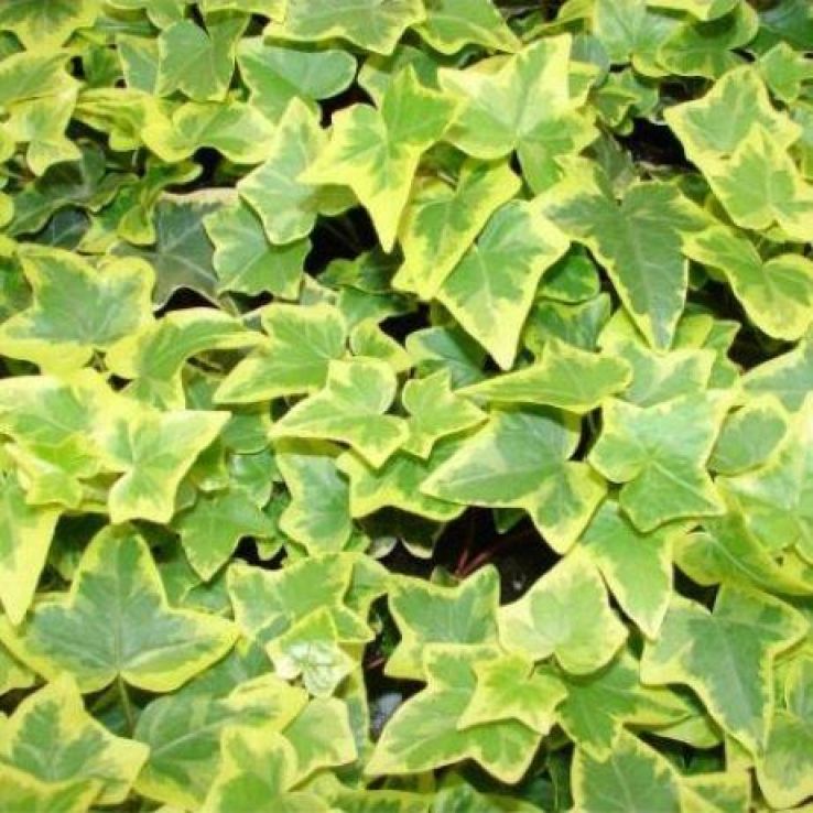 10.5cm Trailing Ivy (Foliage, Perennial)