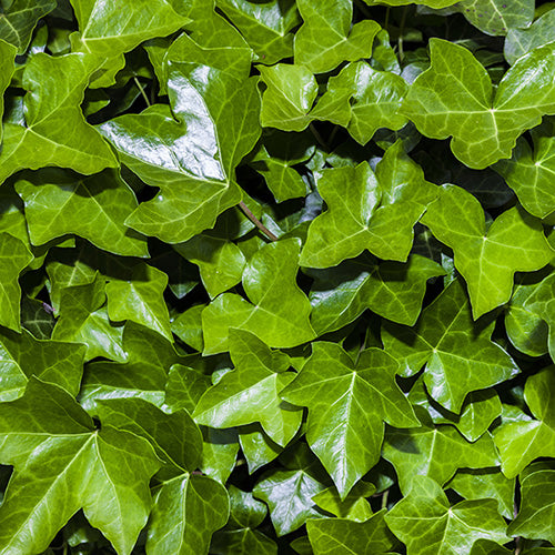 10.5cm Trailing Ivy (Foliage, Perennial)