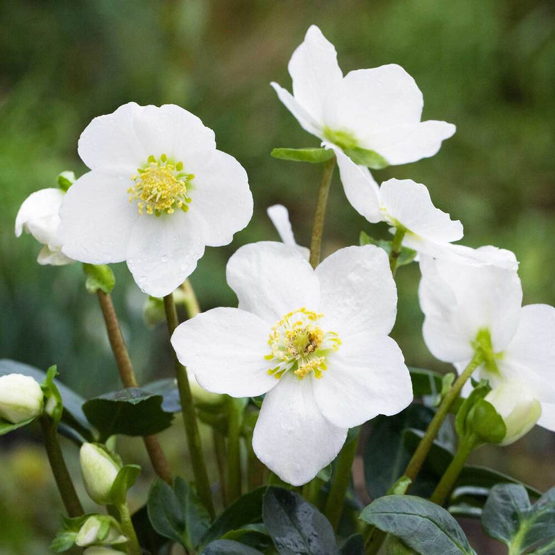 Hellebore (Perennial, Autumn, Foliage)
