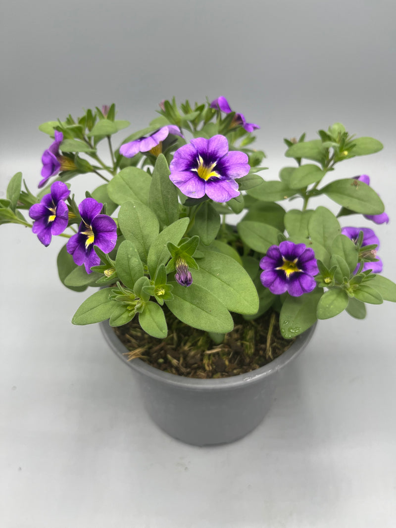 1L pot Million Bells Calibrachoa  (Spring, Summer)