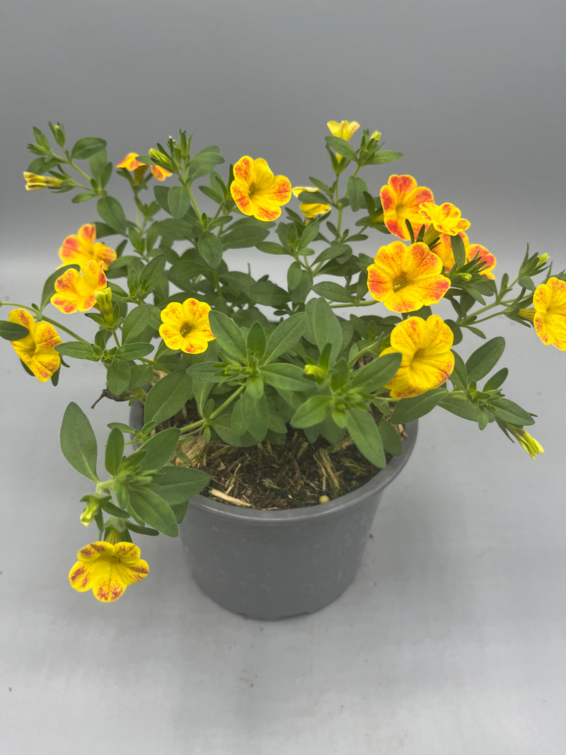 1L pot Million Bells Calibrachoa  (Spring, Summer)