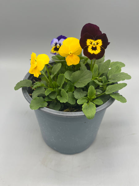 *DEAL OF THE WEEK* 1L Viola Tray of 8 Pots (summer, autumn, spring)