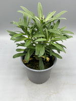 Erysimum Bowles Mauve (Perennial, Autumn, Spring, Foliage)