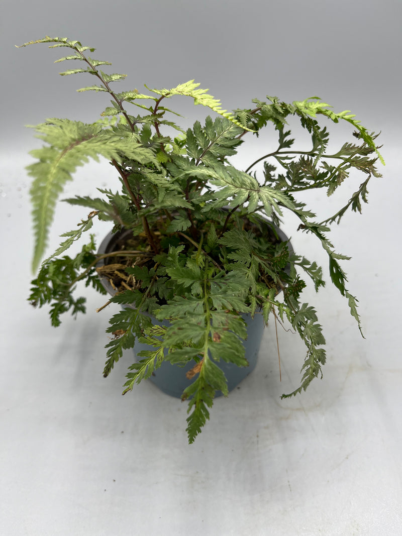 Hardy Ferns (Perennial, Autumn, Spring, Foliage)
