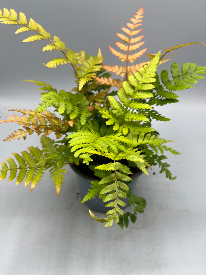 Hardy Ferns (Perennial, Autumn, Spring, Foliage)