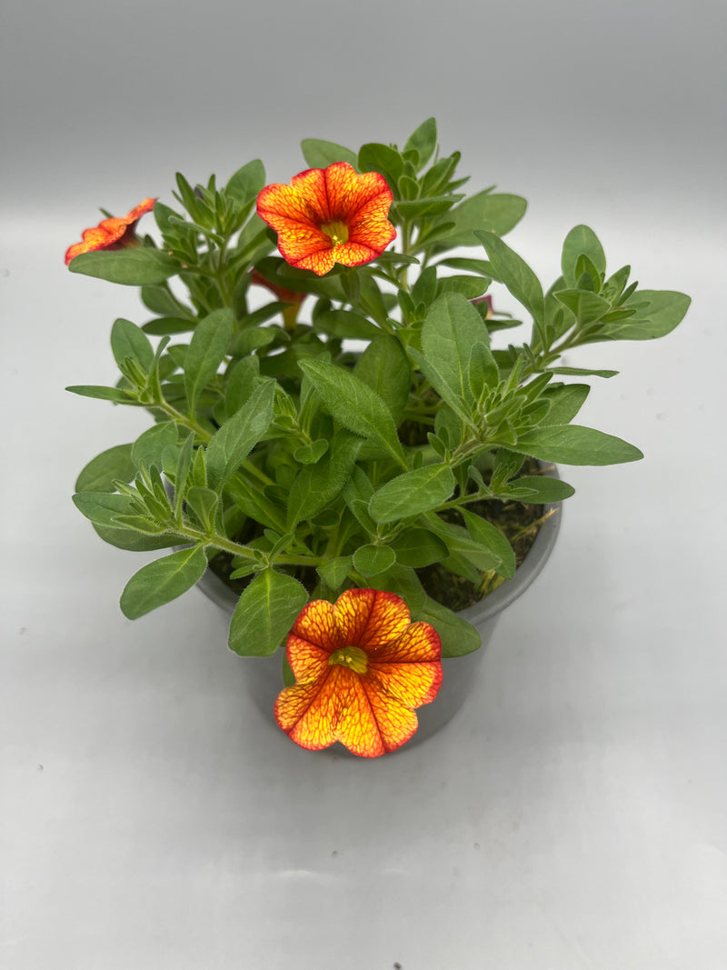 1L pot Million Bells Calibrachoa  (Spring, Summer)