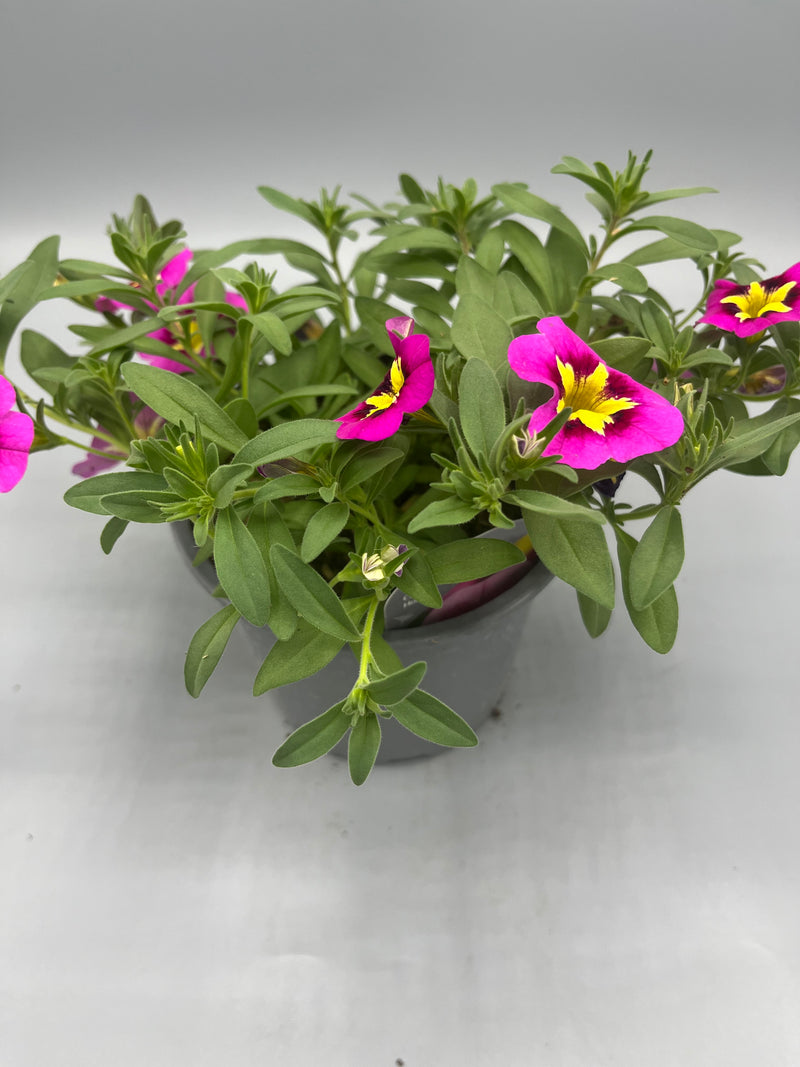 1L pot Million Bells Calibrachoa  (Spring, Summer)