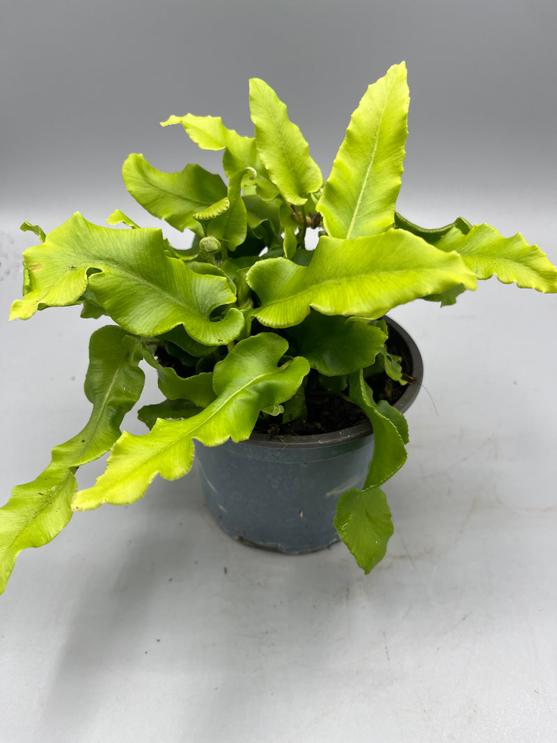 Hardy Ferns (Perennial, Autumn, Spring, Foliage)
