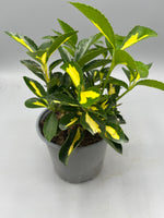 Euonymus Picta Luna (Foliage, Perennial, Summer, Autumn)