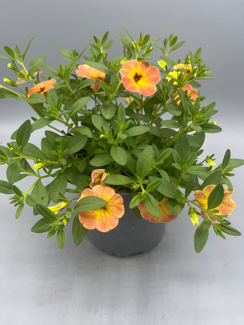 1L pot Million Bells Calibrachoa  (Spring, Summer)