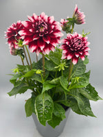 2L Special Dahlia (Spring, Summer)