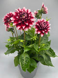 2L Special Dahlia (Spring, Summer)