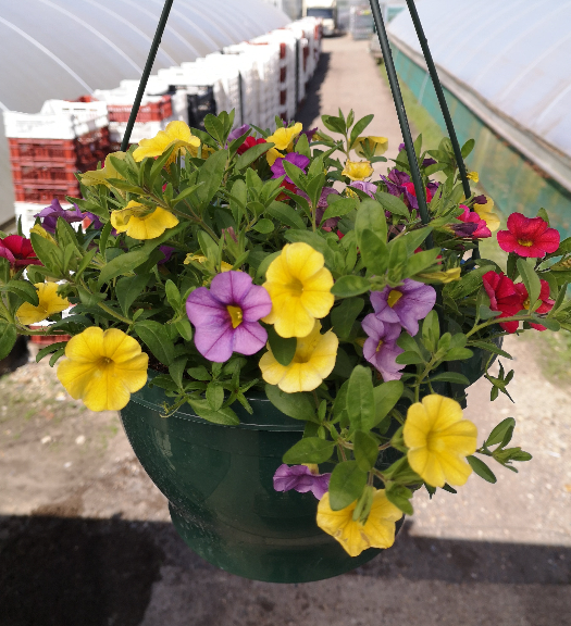 Mixed Million Bells Hanging Pots