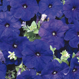 1L Petunia  (Spring, Summer)