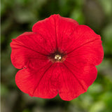 1L Petunia  (Spring, Summer)