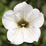 1L Petunia  (Spring, Summer)